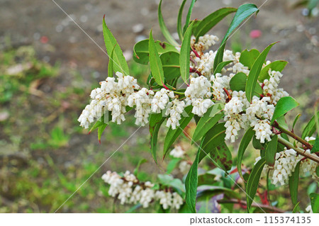 櫻花的白色鐘形花（春季，四月） 115374135