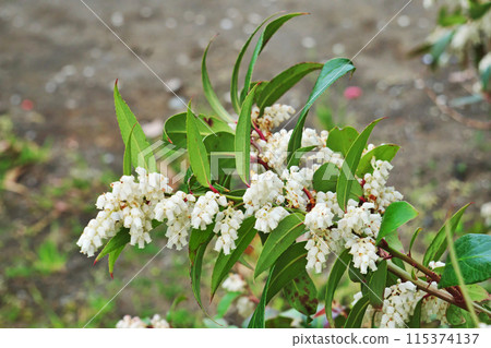 White bell-shaped flowers of the common holly (spring, April) 115374137