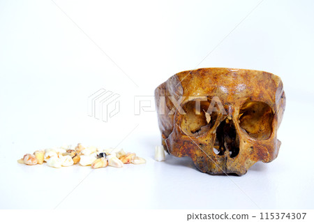 human Skull and teeth lie on a white background medicine research the structure of the human body space for eyes for nose space for text Human skull on isolated white background 115374307