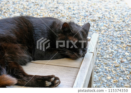 Umemiya Taisha cat Umemiya Taisha cat 115374350