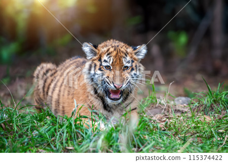 Tiger cub in the wild. Wild cat in nature habitat Tiger cub in the wild. Wild cat in nature habitat 115374422