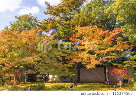秋天的京都瑞心院神社前的秋葉 秋天的京都瑞心院神社前的秋葉 115374503