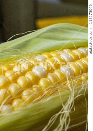 Corn 115375046