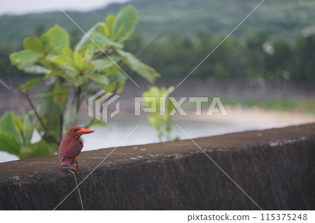 Ishigaki Island: A seasonal feature of early summer: the ruddy kingfisher Ishigaki Island: A seasonal feature of early summer: the ruddy kingfisher 115375248