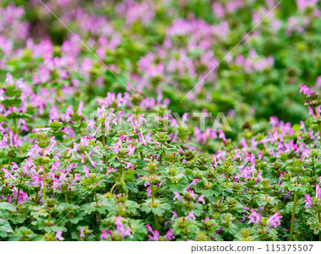 The flower of Lamium amplexicaule heralds the arrival of spring The flower of Lamium amplexicaule heralds the arrival of spring 115375507
