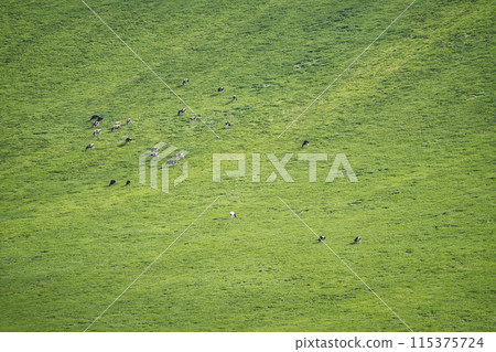 Dairy cows grazing at Kaiyodai Ranch 115375724