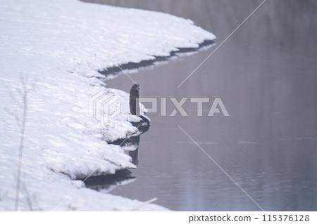 A mink stands up by the water and looks around. A mink stands up by the water and looks around. 115376128