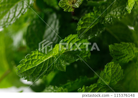 Fresh organic mint. Selective focus. 115376148