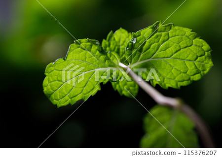Fresh organic mint on rustic black stone table background. Selective focus. 115376207