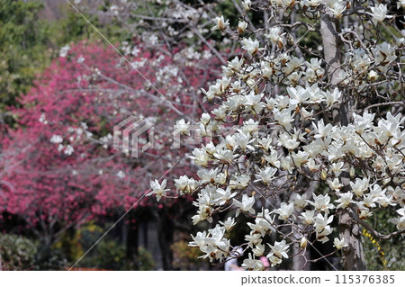 Cherry blossoms 115376385