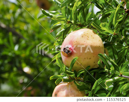 pomegranate pomegranate 115376525