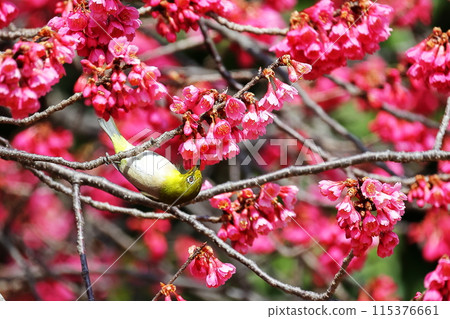 Cherry blossoms Cherry blossoms 115376661