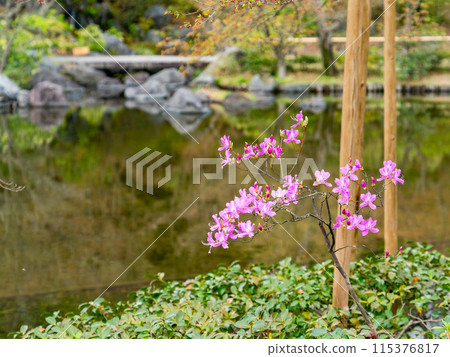 Mitsuba azalea blooming by the water 115376817