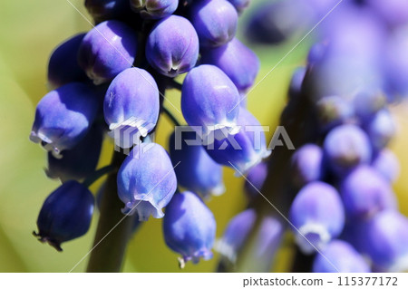 Muscari 115377172