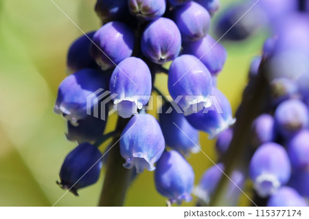Muscari 115377174