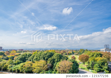 昭和紀念公園高鬆口 115377236