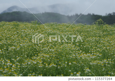 雨後的藥草園 雨後的藥草園 115377264