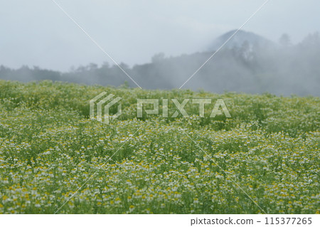 高地藥草園裡的洋甘菊 高地藥草園裡的洋甘菊 115377265