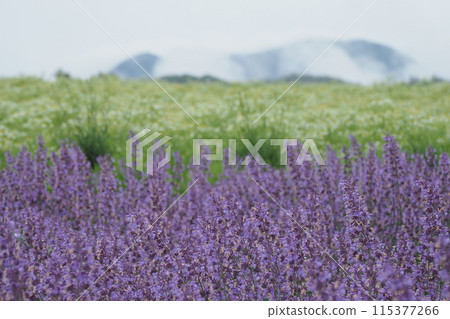 貓薄荷和洋甘菊 貓薄荷和洋甘菊 115377266