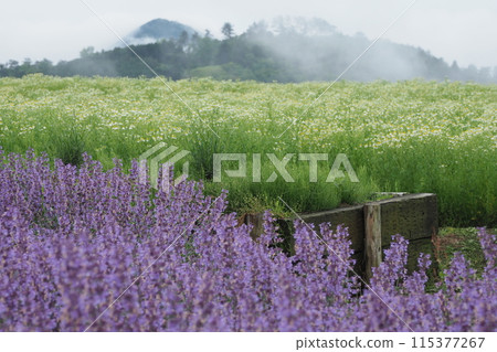 貓薄荷和洋甘菊花田 貓薄荷和洋甘菊花田 115377267