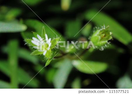 A flower 115377521