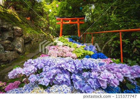 Hydrangeas bloom at Yanagidani Kannon Temple in Kyoto Prefecture Hydrangeas bloom at Yanagidani Kannon Temple in Kyoto Prefecture 115377747