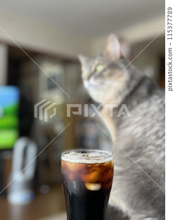 Iced coffee and cat Iced coffee and cat 115377789