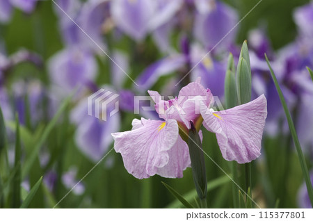 初夏綻放美麗花朵的鳶尾花 初夏綻放美麗花朵的鳶尾花 115377801