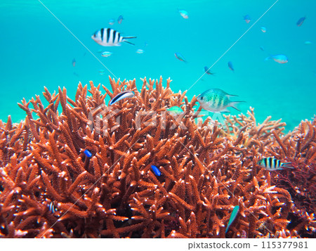 翡翠海珊瑚礁 翡翠海珊瑚礁 115377981