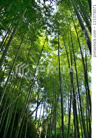 Meigetsuin Temple, a tourist spot in Yamanouchi, Kamakura City, Kanagawa Prefecture 115378071