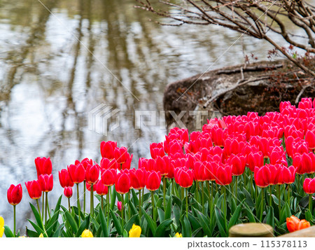 Exciting spring scenery, colorful tulips in full bloom Exciting spring scenery, colorful tulips in full bloom 115378113