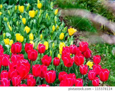 Exciting spring scenery, colorful tulips in full bloom Exciting spring scenery, colorful tulips in full bloom 115378114
