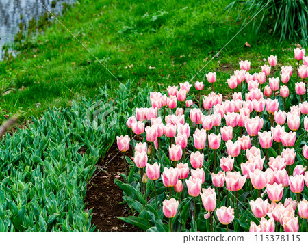 Exciting spring scenery, colorful tulips in full bloom Exciting spring scenery, colorful tulips in full bloom 115378115