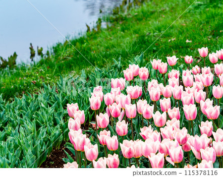 Exciting spring scenery, colorful tulips in full bloom Exciting spring scenery, colorful tulips in full bloom 115378116