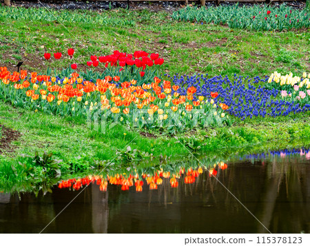 Exciting spring scenery, colorful tulips in full bloom 115378123
