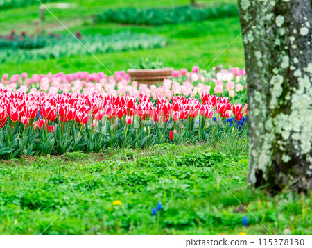 春意盎然，五彩鬱金香盛開 115378130