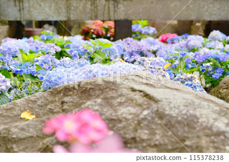 繡球花鋪滿了地面 繡球花鋪滿了地面 115378238