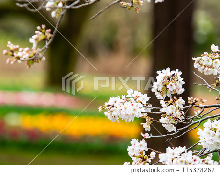 Spring is here: Beautiful cherry blossoms in full bloom 115378262