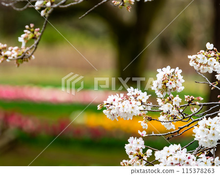 Spring is here: Beautiful cherry blossoms in full bloom 115378263