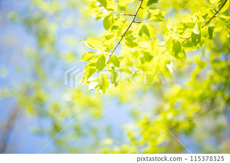 春天的森林,新綠的季節 春天的森林,新綠的季節 115378325