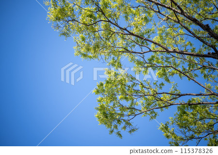 春天的森林,新綠的季節 春天的森林,新綠的季節 115378326