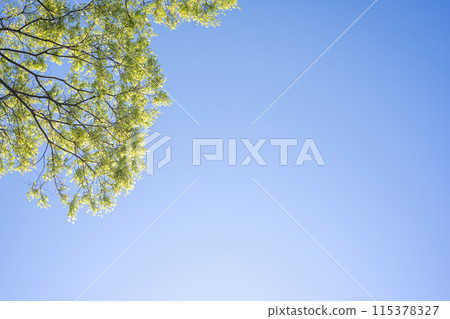 春天的森林,新綠的季節 春天的森林,新綠的季節 115378327