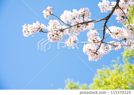 春天風景櫻花 115378329