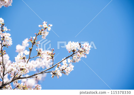 春天風景櫻花 115378330