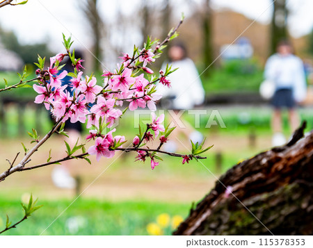 春天蘭曼杏仁花盛開人物背景 春天蘭曼杏仁花盛開人物背景 115378353