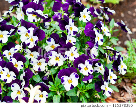 Spring is here! Flower beds are filled with blooming flowers. Spring is here! Flower beds are filled with blooming flowers. 115378390