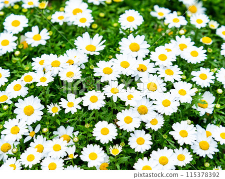 Spring is here! Flower beds are filled with blooming flowers. 115378392