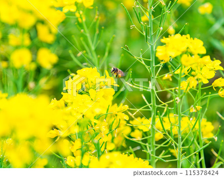 Spring News: A cute honeybee collecting nectar in a field of blooming rapeseed flowers 115378424
