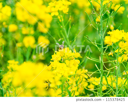 Spring News: A cute honeybee collecting nectar in a field of blooming rapeseed flowers 115378425