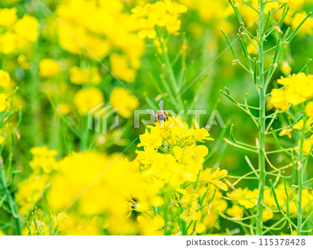 Spring News: A cute honeybee collecting nectar in a field of blooming rapeseed flowers 115378428